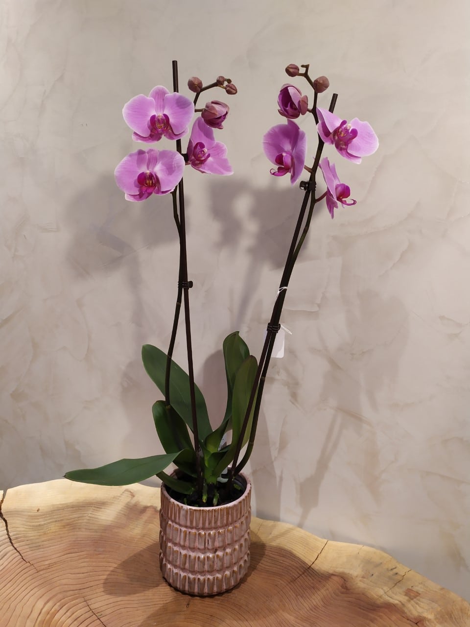 Orchidée - Floralis